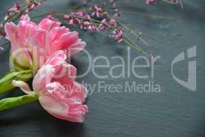 rosa Tulpen auf Schieferplatte