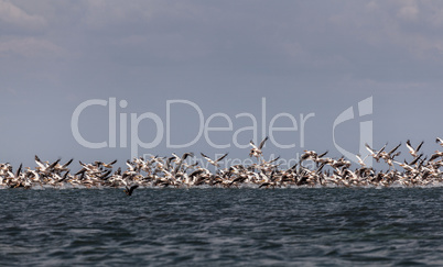 Migration of pink pelicans