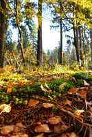Sonnenstrahlen im Wald mit Bäumen im Herbst