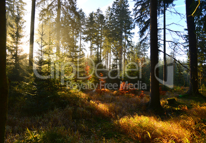 Sonnenstrahlen im Wald mit Bäumen im Herbst