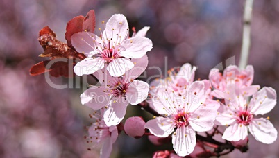 Zweig mit rosa Mandelblüten