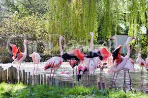 Group of Camargue pink flamingos
