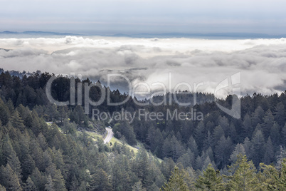 Forest Above The Clouds