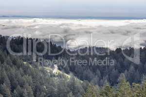 Forest Above The Clouds