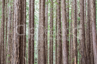 Redwood trees in Muir Woods National Monument