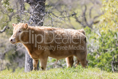 Grazing Cow in the field