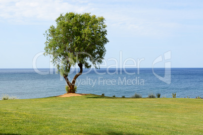 The tree near beach at luxury hotel, Crete, Greece