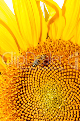 Honey bee on sunflower.