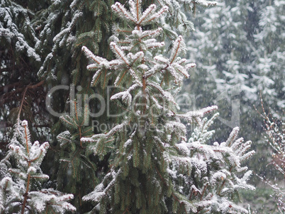 winter scene with snow background