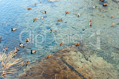 Group of wild ducks floating on the pond