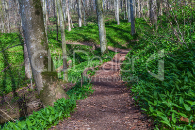 path in the forest