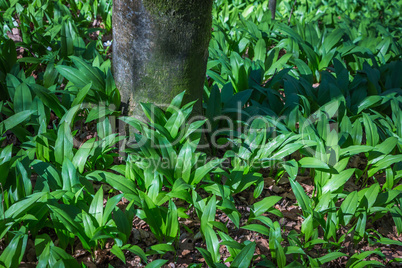 leafs of fresh wild garlic