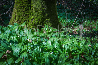 trunk with allium ursinum