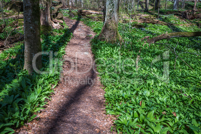 wild garlic along a path