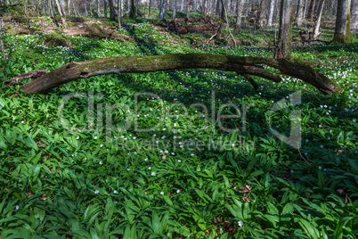 wild garlic in spring