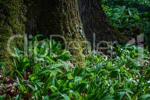 mossy trunk with fresh wild garlic