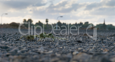 Green dried flower on the ground