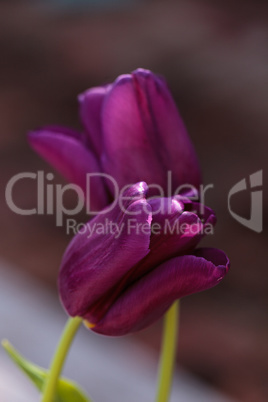 Dark purple tulips