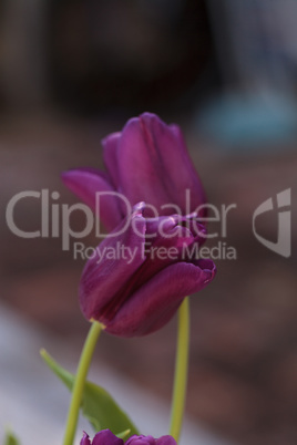 Dark purple tulips