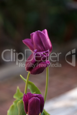 Dark purple tulips