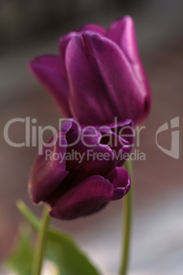 Dark purple tulips