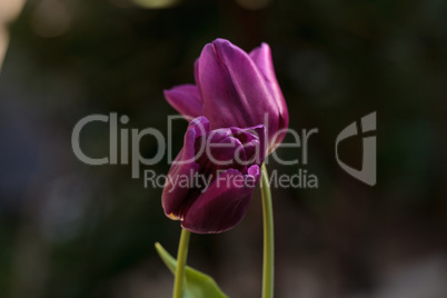 Dark purple tulips