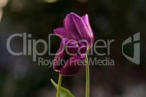 Dark purple tulips