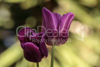 Dark purple tulips