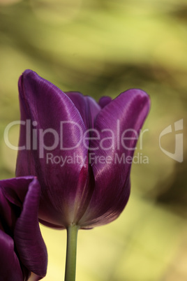 Dark purple tulips