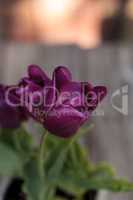 Dark purple tulips