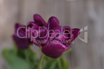 Dark purple tulips