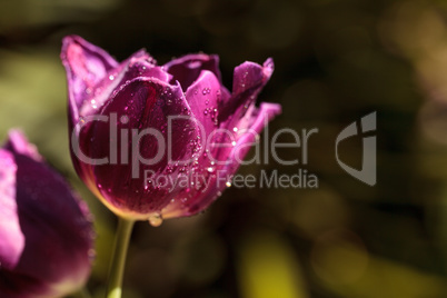 Dark purple tulips