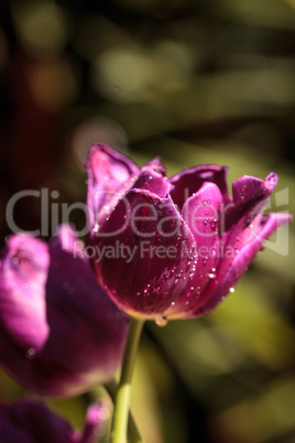 Dark purple tulips