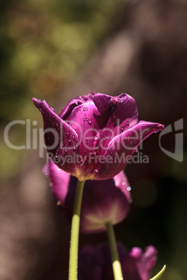 Dark purple tulips