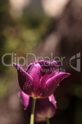 Dark purple tulips