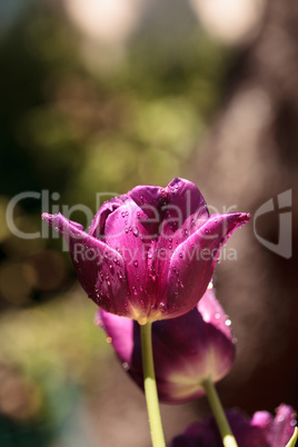 Dark purple tulips