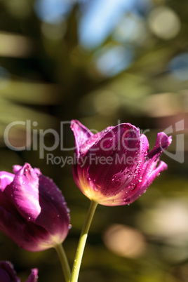 Dark purple tulips