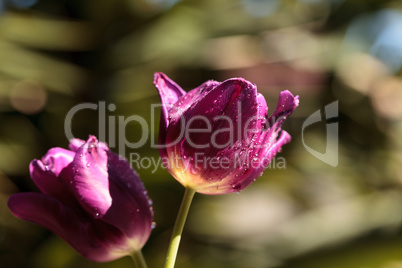 Dark purple tulips