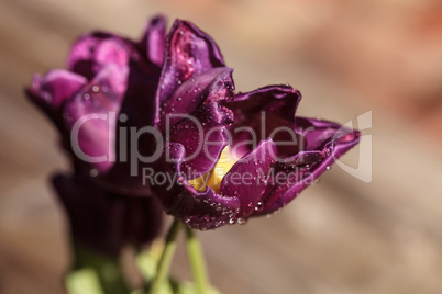 Dark purple tulips