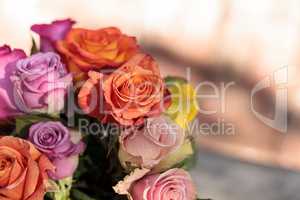 Roses in a rainbow of colors