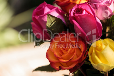 Roses in a rainbow of colors