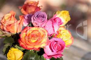 Roses in a rainbow of colors