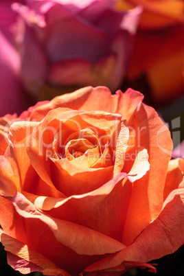 Roses in a rainbow of colors