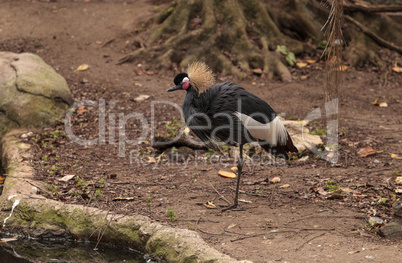 Grey crowned crane called Balearica regulorum