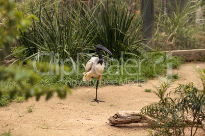 African sacred ibis called Threskiornis aethiopicus