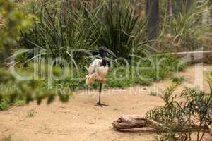 African sacred ibis called Threskiornis aethiopicus