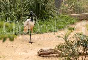 African sacred ibis called Threskiornis aethiopicus