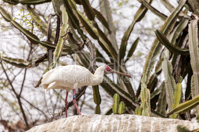 African spoonbill called Platalea alba