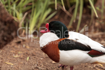 Common shelduck called Tadorna tadorna