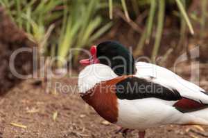 Common shelduck called Tadorna tadorna